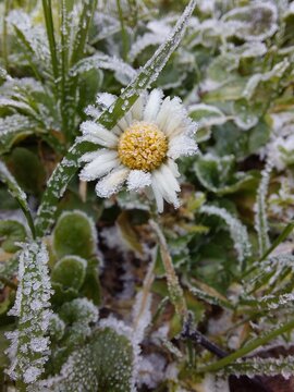 Frozen daisy