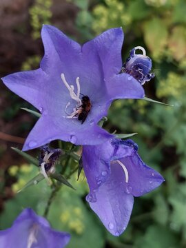Honey bee in purple