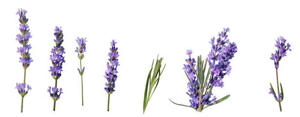 lavender isolated . purple, aromatherapy,  medicine, , homeopathic, bundle, decoration