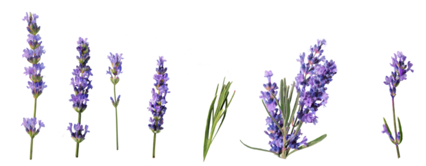 lavender isolated . purple, aromatherapy,  medicine, , homeopathic, bundle, decoration