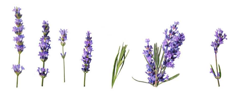 Fototapeta lavender isolated . purple, aromatherapy,  medicine, , homeopathic, bundle, decoration