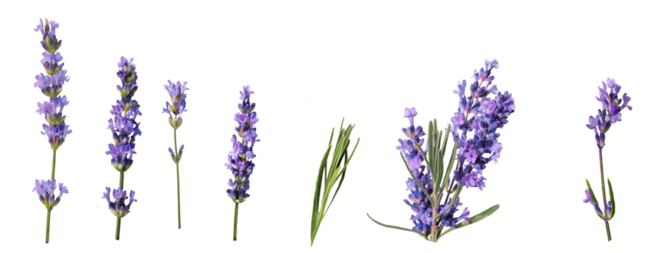 lavender isolated . purple, aromatherapy,  medicine, , homeopathic, bundle, decoration