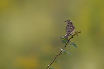 A female common whinchat sits atop a thin branch with green leaves perpendicular to the camera lens with an olive green background with copyspace