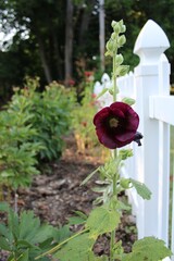 Fototapeta premium Hollyhock in a a Flower Garden with Fence Background 