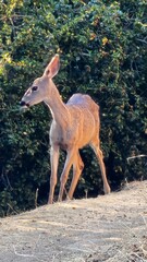 deer
