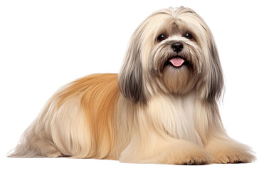 PNG Mammal animal dog pet.