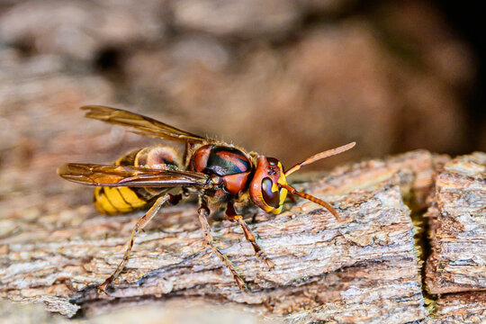 Nahaufnahme einer Europ&auml;ischen Hornisse (Vespa crabro) auf einem Baumstamm