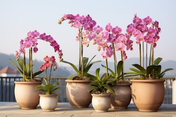 Pink Orchid Flowers in Pots: A Stunning Display of Beauty