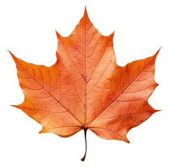 Obraz premium PNG Fall maple leaf plant tree white background.