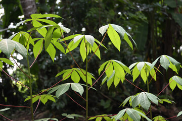 Side view of the twigs that are growing on the cassava plants