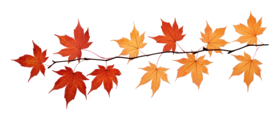 PNG Maple leaves branch plant leaf tree.