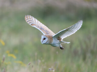 Barn owl, Tyto alba