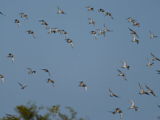 Black-tailed godwit, Limosa limosa