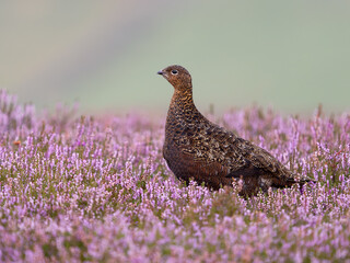 Red grouse, Lagopus lagopus scotica