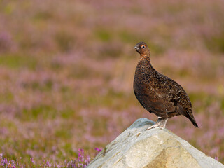 Red grouse, Lagopus lagopus scotica
