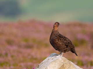 Red grouse, Lagopus lagopus scotica