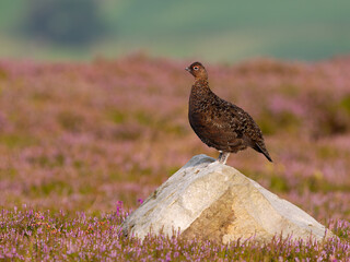 Red grouse, Lagopus lagopus scotica