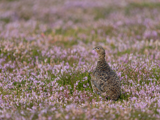 Red grouse, Lagopus lagopus scotica