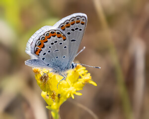 Arctic blue butterfly on goldenrod.