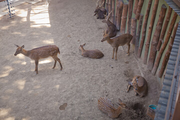 Spotted deer in the zoo . Curious juvenile spotted deer . Spotted deer are walking in the clearing...