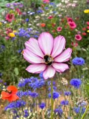 Bumblebee on a pink flower closeup