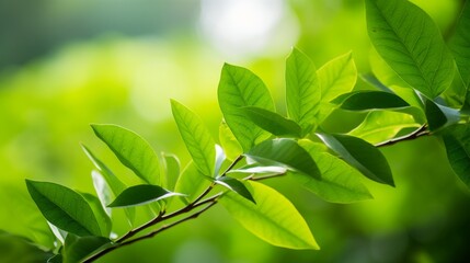 Obraz premium Close-Up of Lush Green Leaves in Sunlight