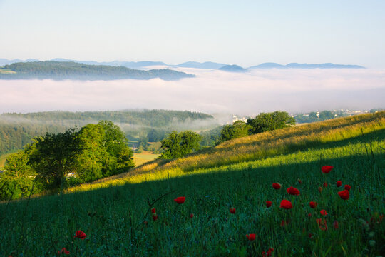 Red poppies growing in an alpine field with mountain backdrop in autumn, Bellikon, Baden, Aargau, Switzerland