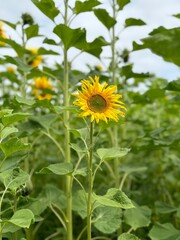 Closeup of a Sunflower growing in a farm field