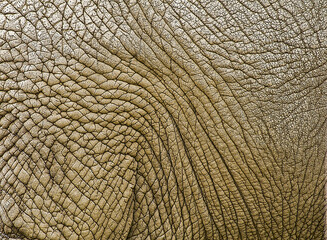 Filtered photo of elephant skin accenting the wrinkles and furrows. Textured background with depth...