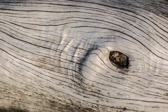 A closeup of bleached driftwood with contrasting dark grain and an off-center knot. The lines in the wood flow parallel to each other and curve around the knot.