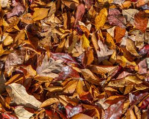 A closeup of the forest floor with a thick layer of fall leaves in brown, red, gold, and yellow. Abstract natural pattern with rich color and texture.