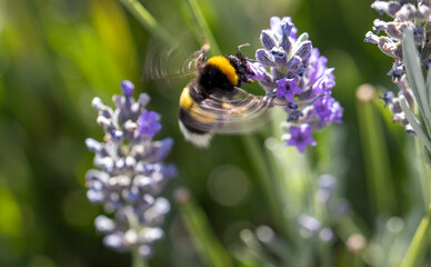 Bumblebee flying among lavender flowers. macro, close up