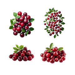 red currant berries
