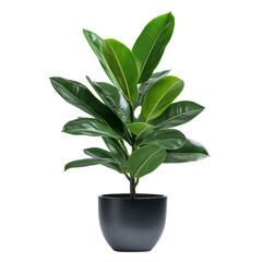 A large green plant is in a black pot