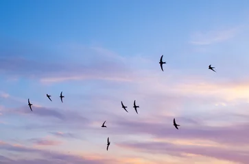 Fototapete Vögel Swifts in the colorful summer sky.  © Faferek