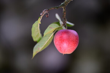 Nahaufnahme eines reifen Apfels