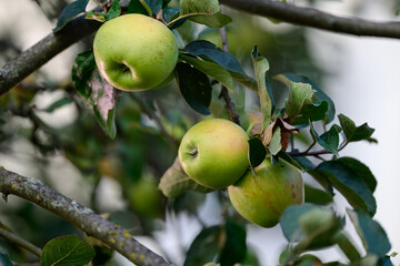 Reife Äpfel die an den Zweigen eines Apfelbaumes hängen