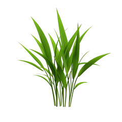 Vibrant green grass clump suitable for nature-themed designs, landscaping, and environmental projects. transparent background