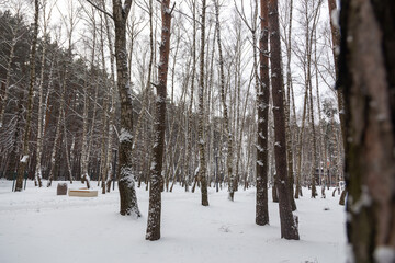 snow covered trees
