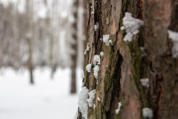 Fototapeta premium snow on tree