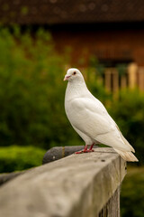 Dove sits on fence top facing left. This white feathered bird is a breed of pigeon often recognised as a universal symbol of peace. In religious terms the dove symbolises purity and love.