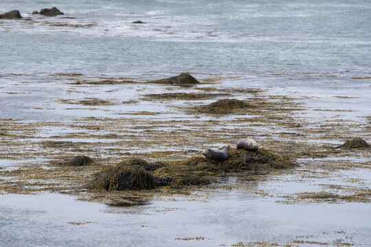 Two harbour seals lying on seaweed covered rocks in the North Sea, Ytri Tunga Beach, Snaefellsnes Peninsula, Iceland