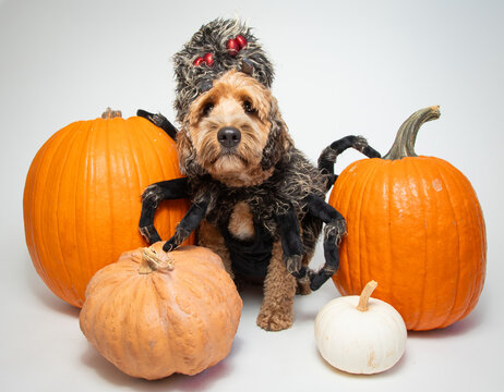 Portrait of a cockapoo dressed as a spider sitting amongst pumpkins