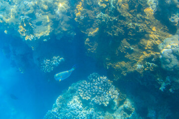 Sohal surgeonfish (Acanthurus sohal) or sohal tang, is a Red Sea endemic. Sohal surgeonfish on coral reef in the Red sea in Ras Mohammed national park. Sinai peninsula in Egypt