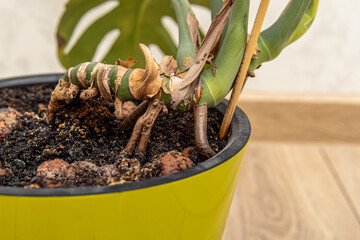 Little aerial roots of the monstera. Growing monstera at home in pot © Svetlana