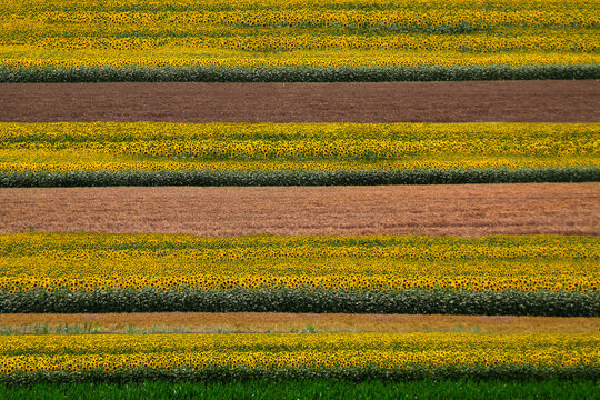 Aerial view of Fields of sunflowers, Bosco Marengo, Alessandria, Piedmont, Italy