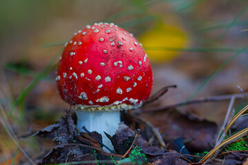 closeup red flyagaric mushroom in autumn forest