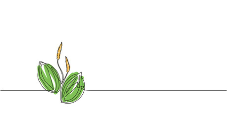 Simple vector illustration of the broadleaf plantain. Floral outline art of waybread with seeds and leaves.	