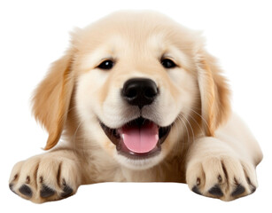 Obraz premium PNG Puppy smiling mammal animal.