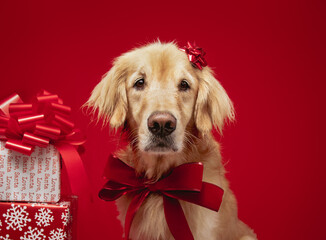 Portrait of a golden retriever wearing a red ribbon sitting next to a stack of wrapped Christmas gifts